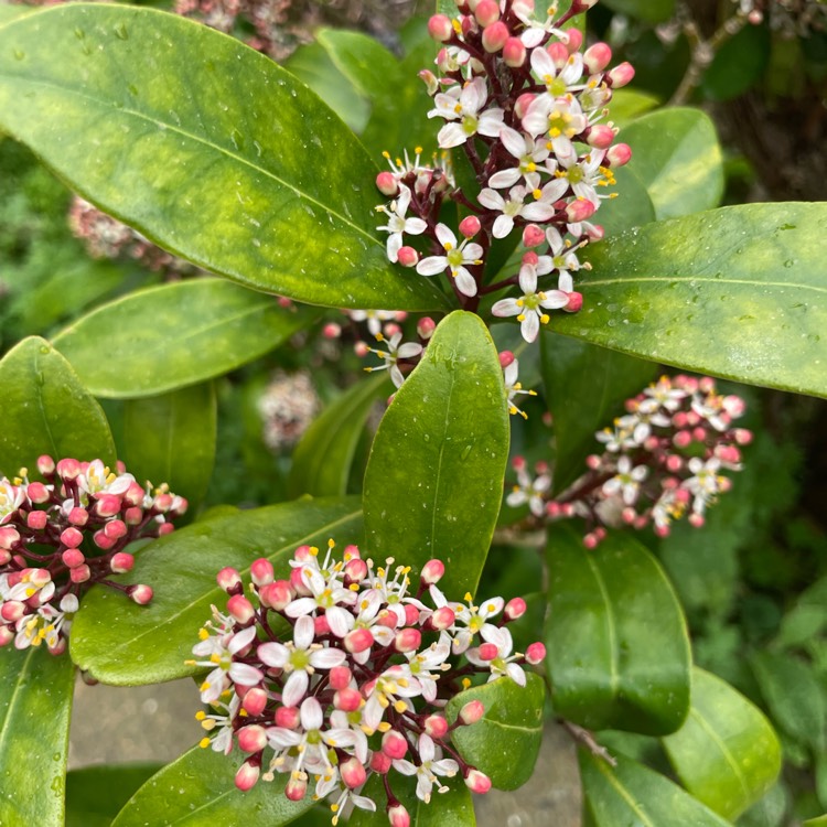 Plant image Skimmia japonica 'Rubella'