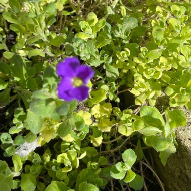 Aubrieta
