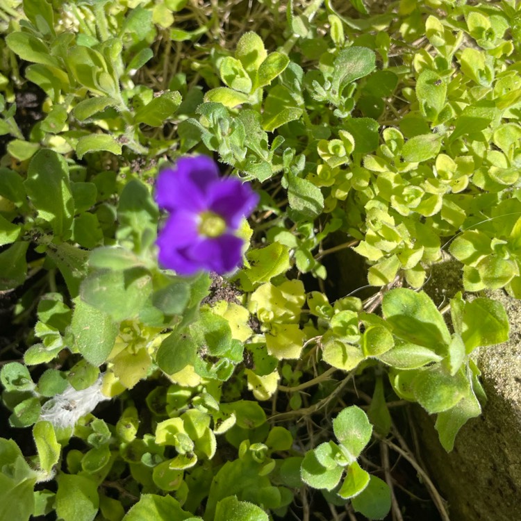 plant image 1568308