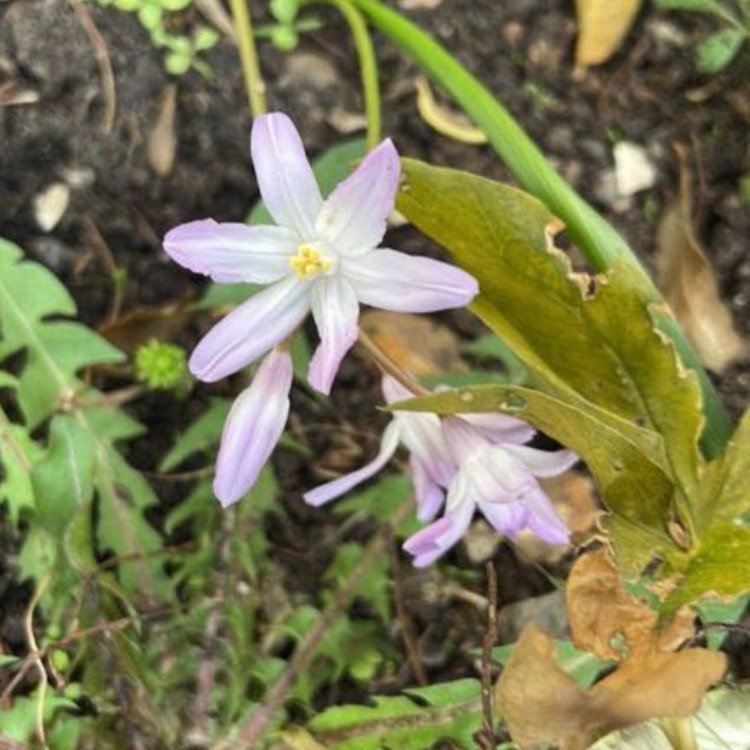 plant image 1568484