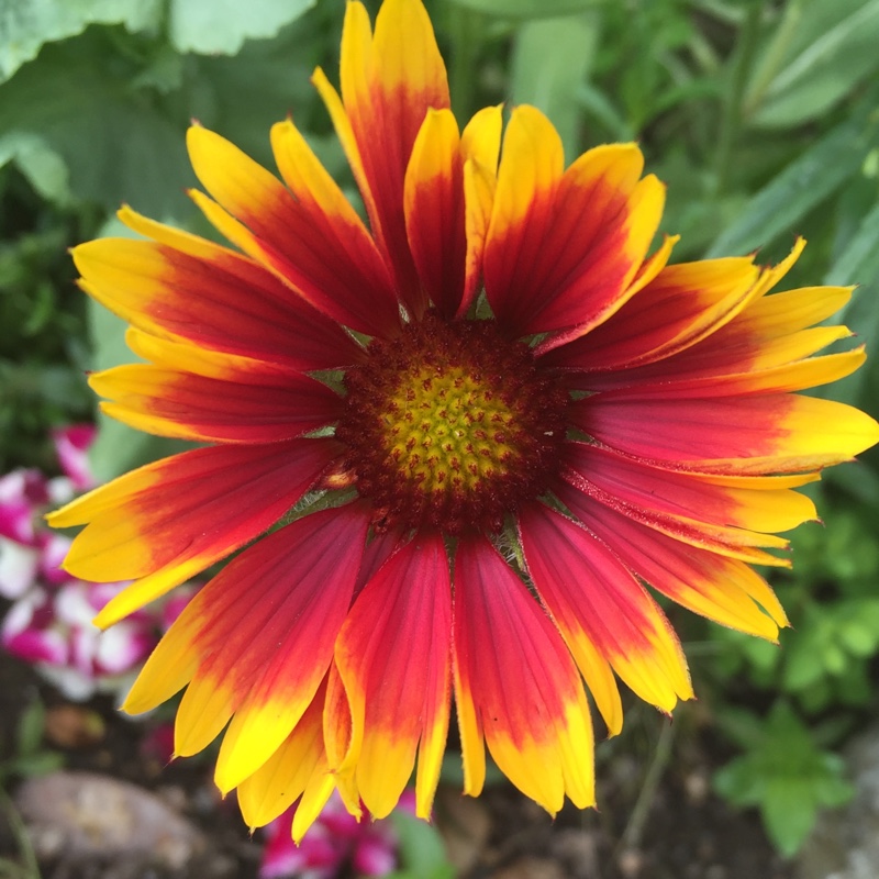 Plant image Gaillardia