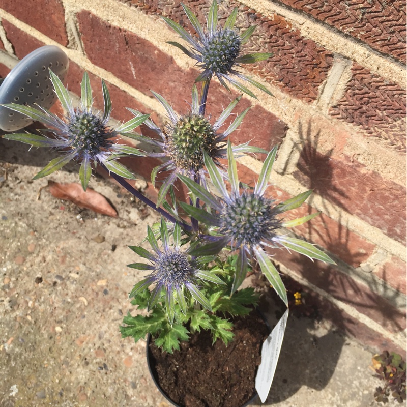 Eryngium