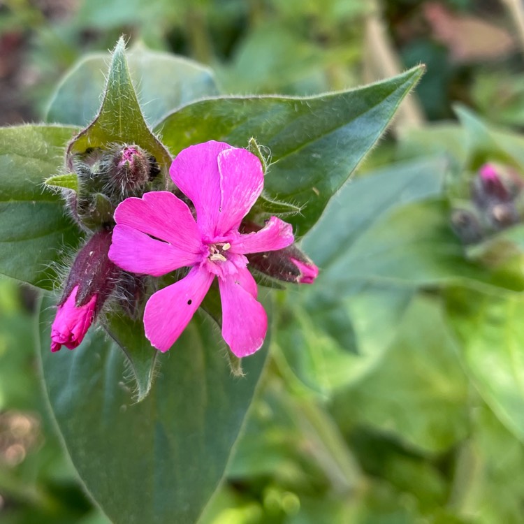 plant image 1574532