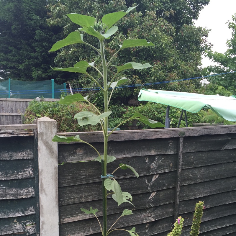 Helianthus annuus