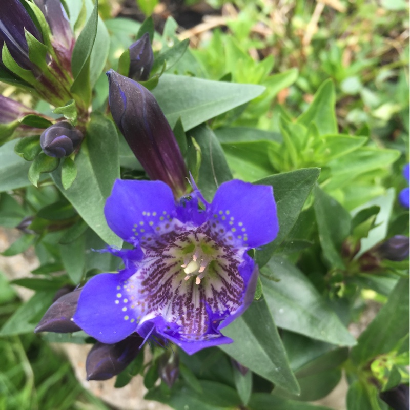 plant image 157495 plant image 157495