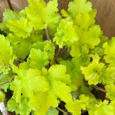 Heuchera 'Lime Marmalade'