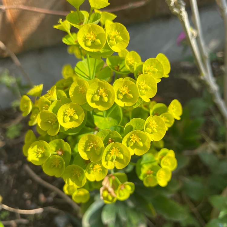 Plant image Euphorbia amygdaloides