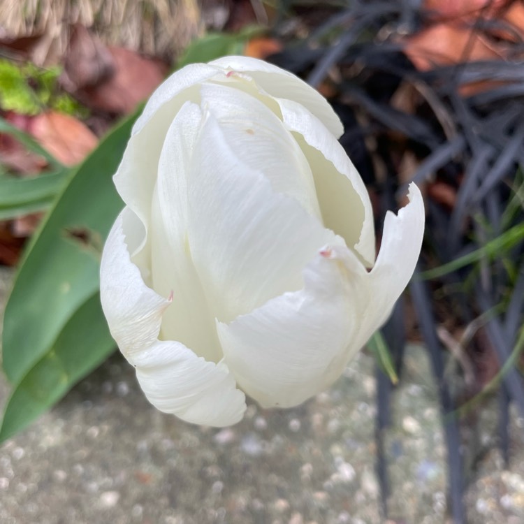plant image 1576337 plant image 1576337