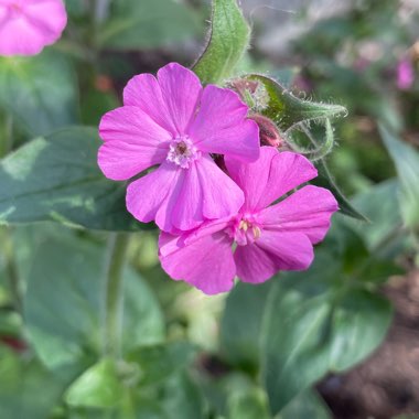 Lychnis coronaria syn. Agrostemma coronaria syn. Agrostemma tomentosum