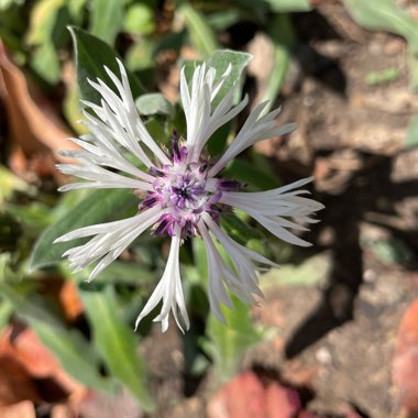 Centaurea