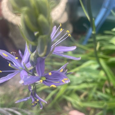 Camassia