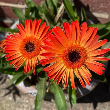 Gerbera 'Garvinea'