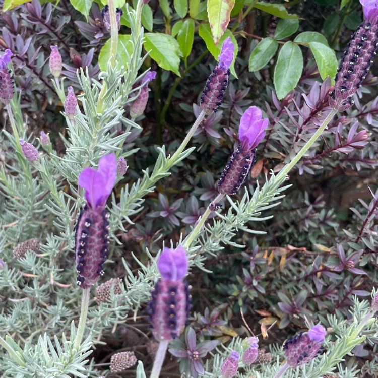 Plant image Lavandula stoechas