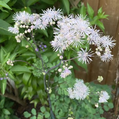 Thalictrum