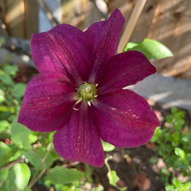 Clematis 'Voluceau'