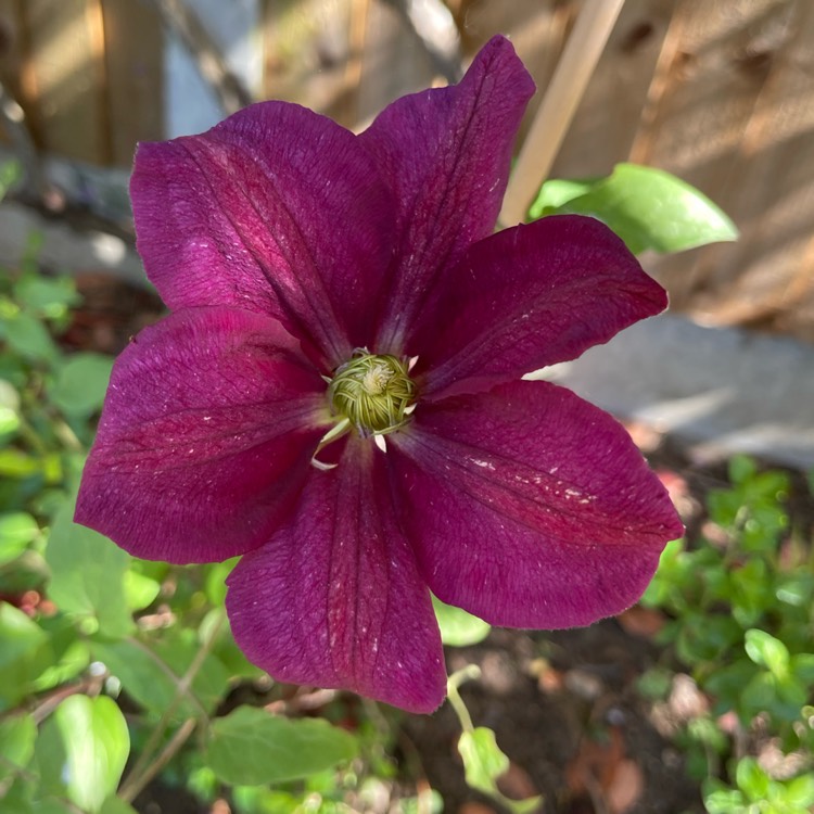 Plant image Clematis 'Voluceau'