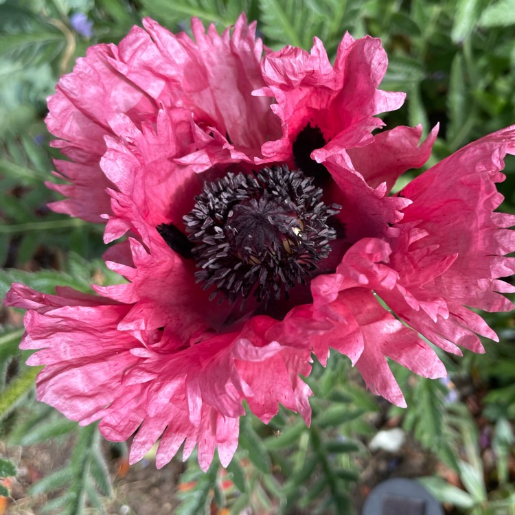 plant image 1593346