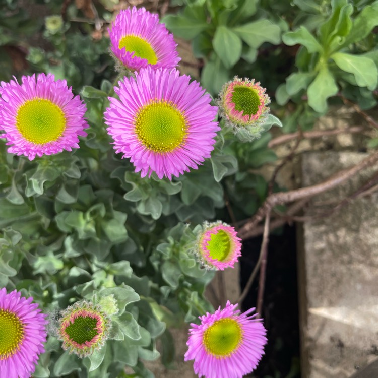 plant image 1593347 plant image 1593347