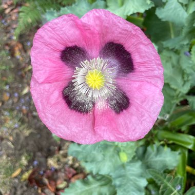 Papaver somniferum