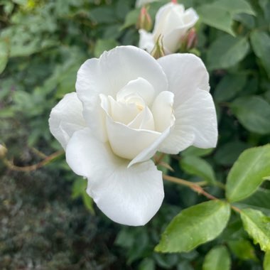 Rosa