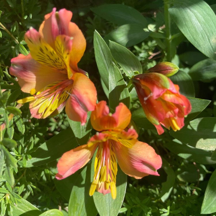 plant image 1598870 plant image 1598870