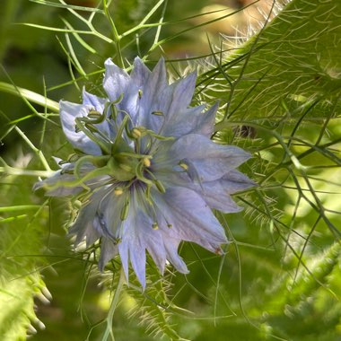 Nigella