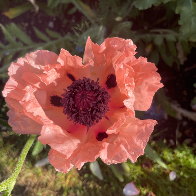 Plant image Papaver orientale 'Coral Reef'