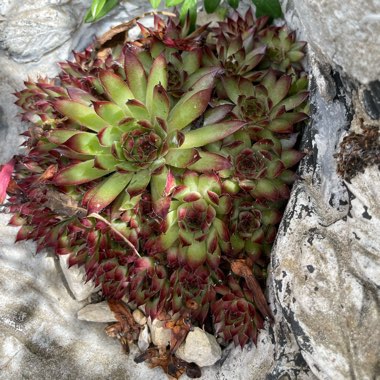 Sempervivum