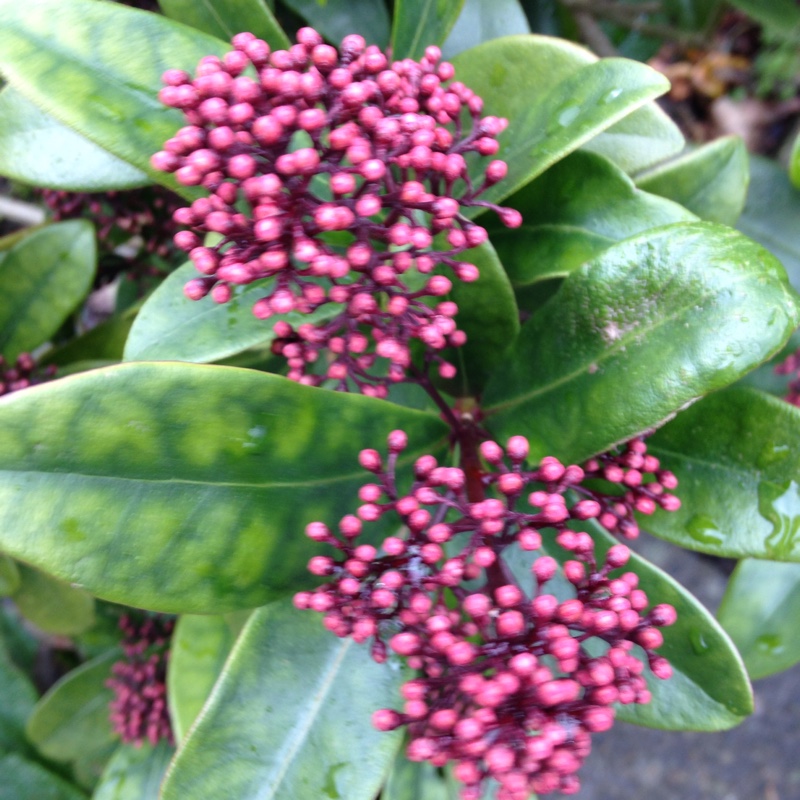 plant image 16043