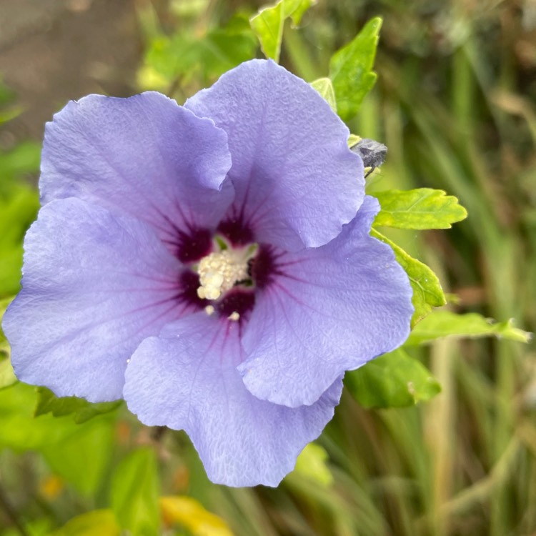 plant image 1612583 plant image 1612583