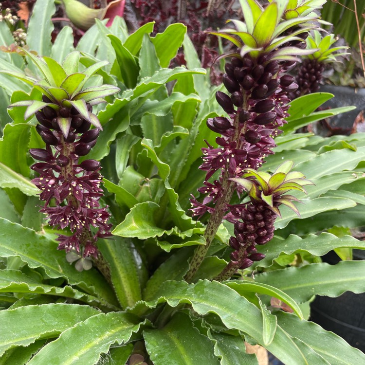 plant image 1614944
