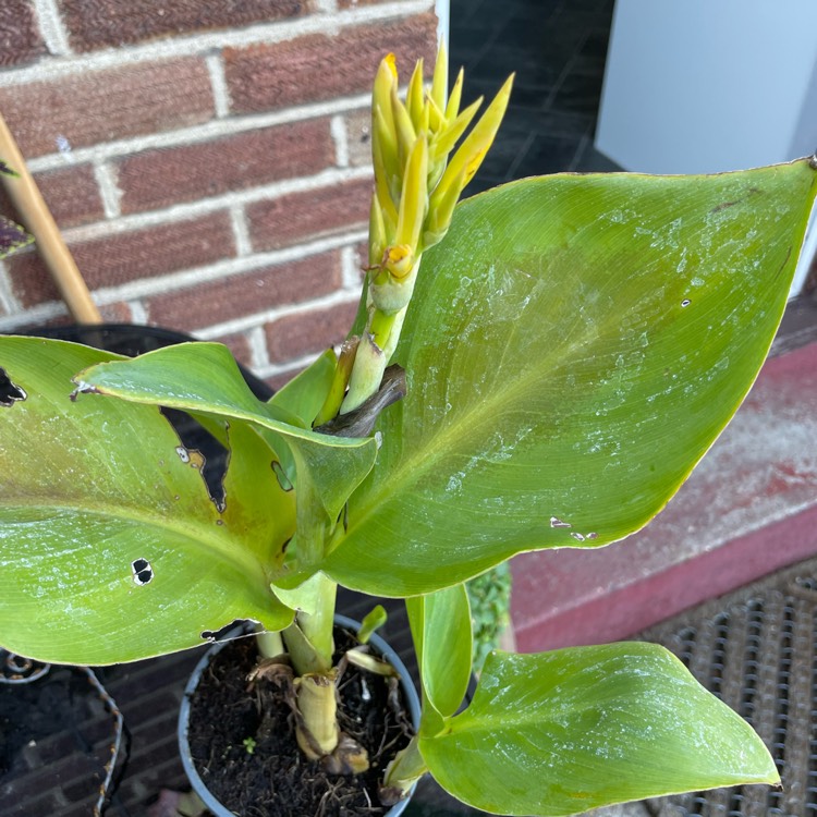 plant image 1620234