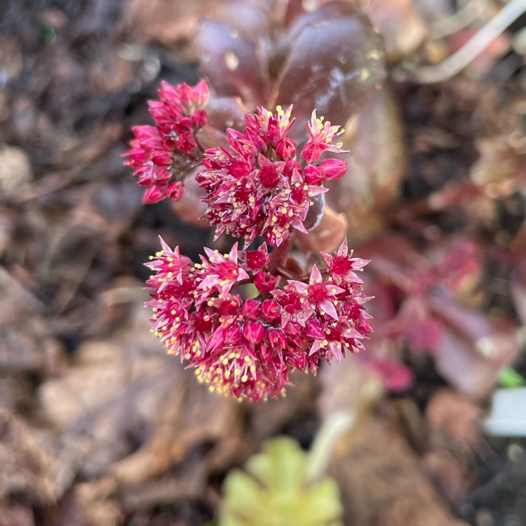Plant image Sedum 'Touchdown Teak'