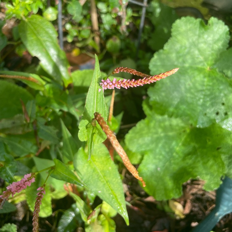 Plant image Persicaria