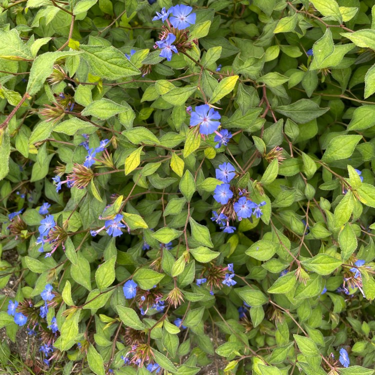 plant image 1627445 plant image 1627445