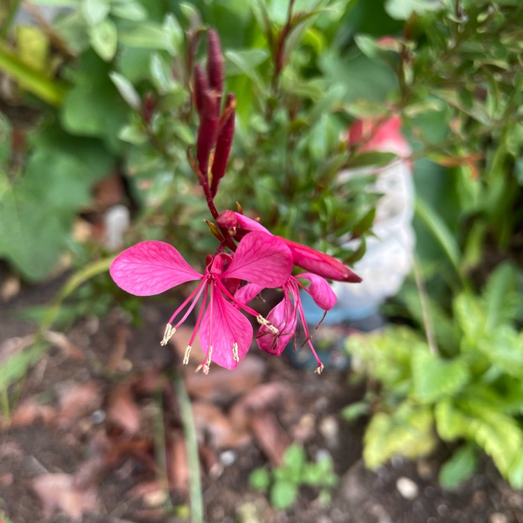 Plant image Oenothera lindheimeri 'Kleau04263' (Belleza Series) syn. Oenothera lindheimeri 'Belleza Dark Pink', Gaura lindheimeri 'Belleza Dark Pink'