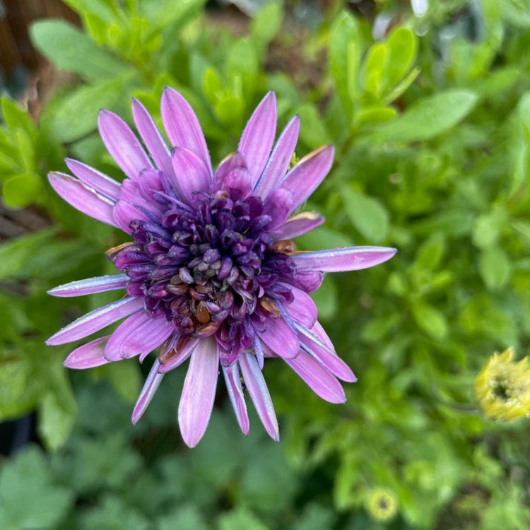 plant image 1639368
