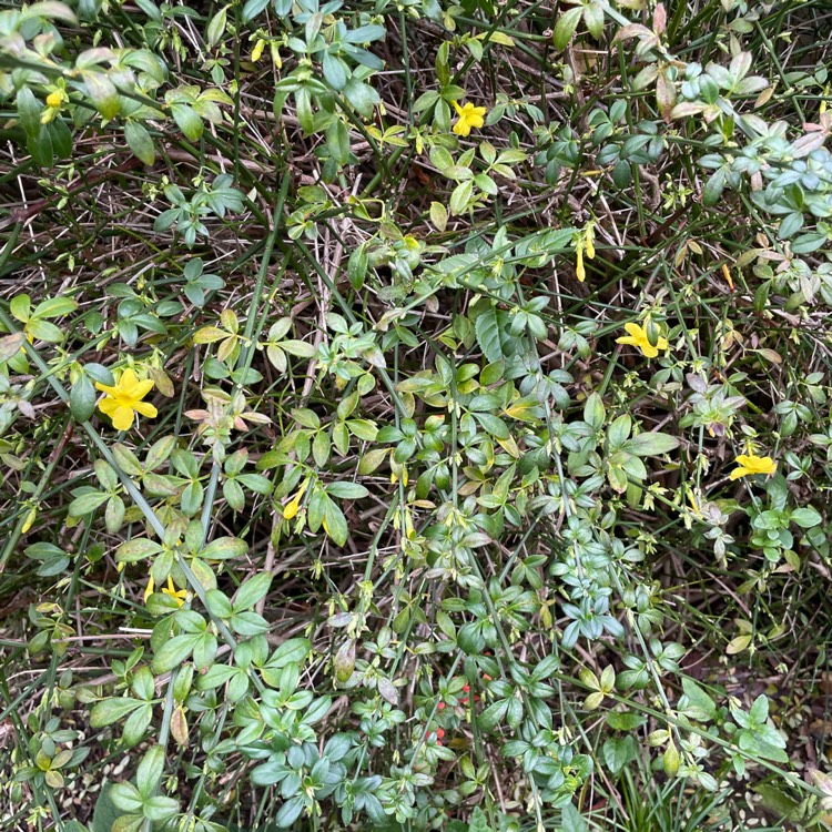 plant image 1639463 plant image 1639463