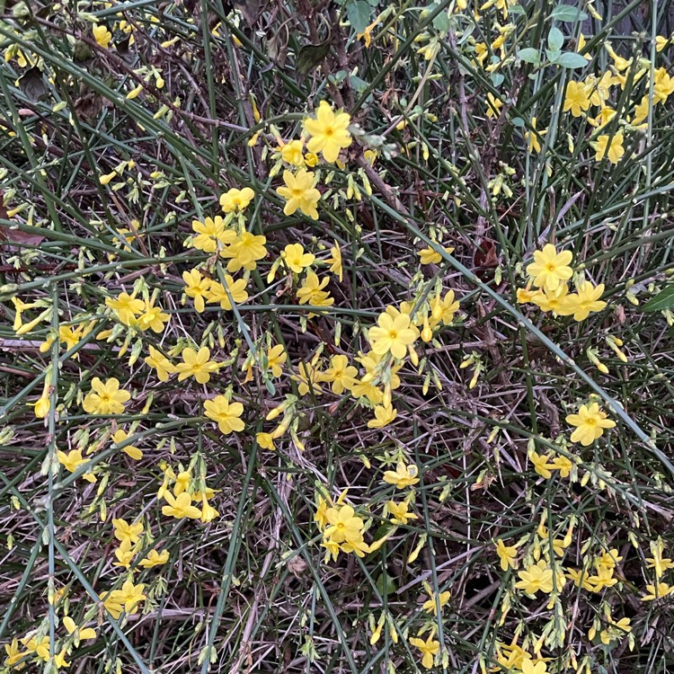 plant image 1642912 plant image 1642912