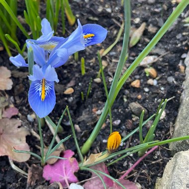 Iris