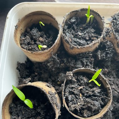 Capsicum annuum