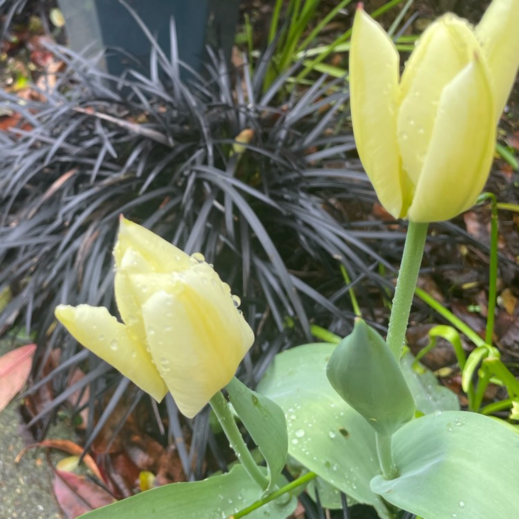 plant image 1654514 plant image 1654514