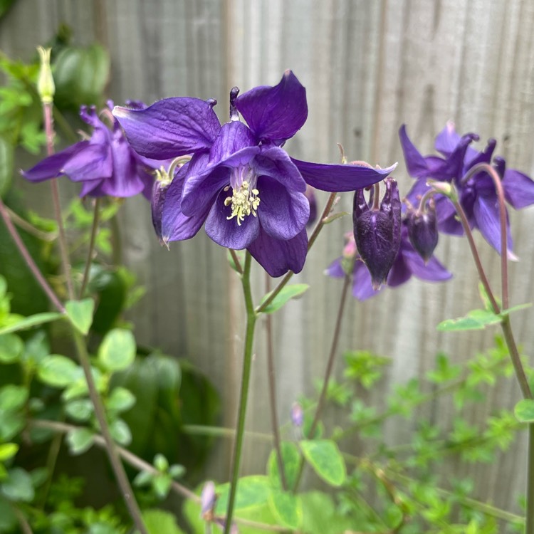 plant image 1663116