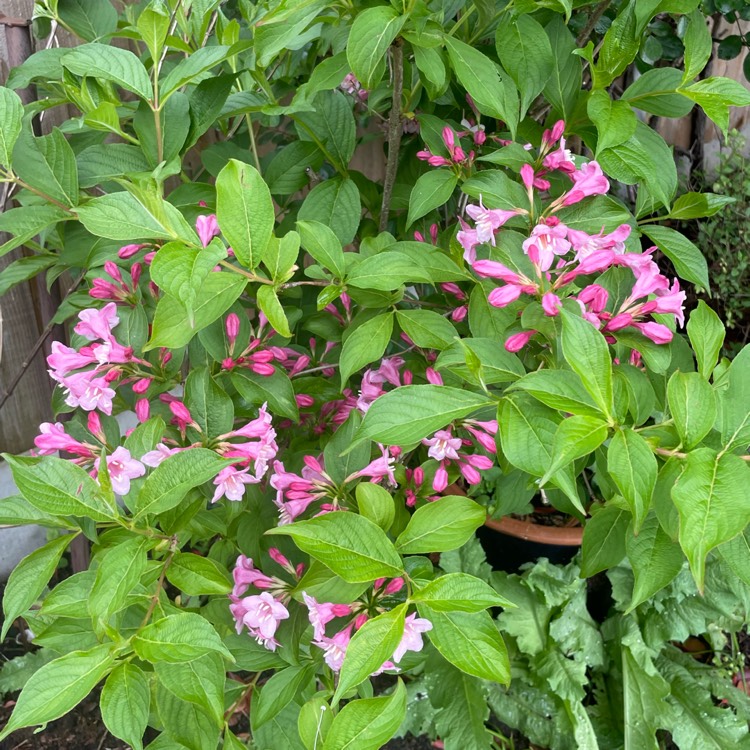 plant image 1663118 plant image 1663118