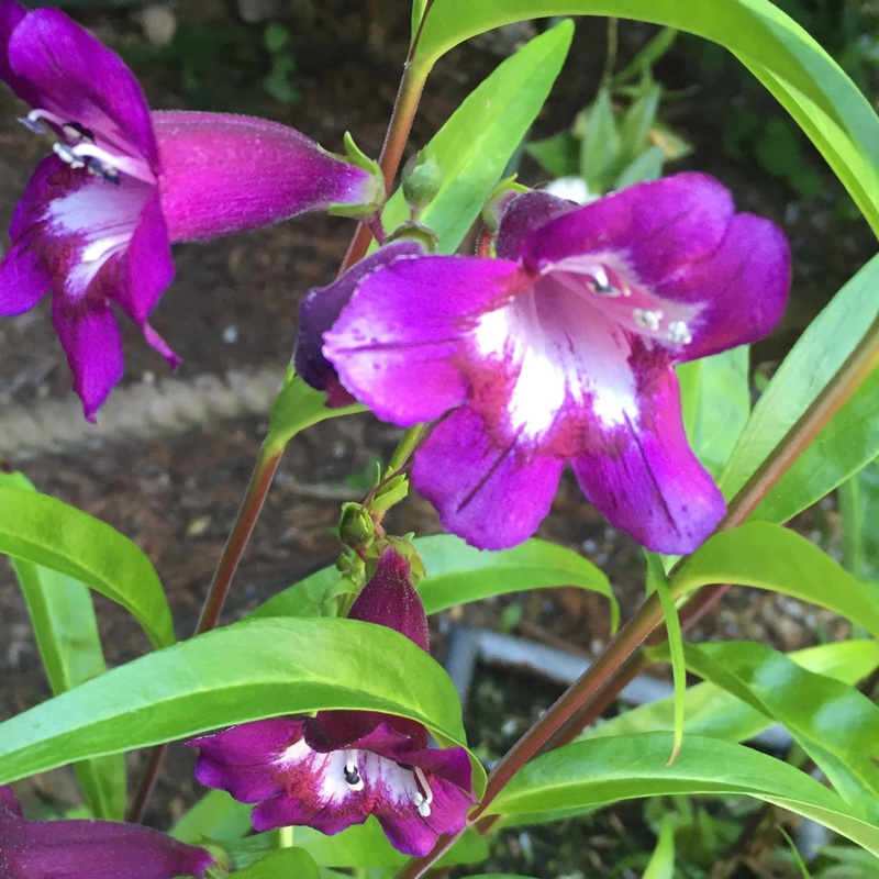 Plant image Penstemon 'Bridgesii'