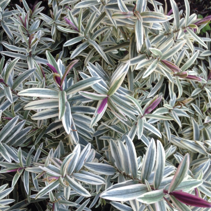 Plant image Hebe 'Magic Summer'