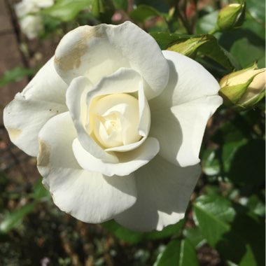 Rosa