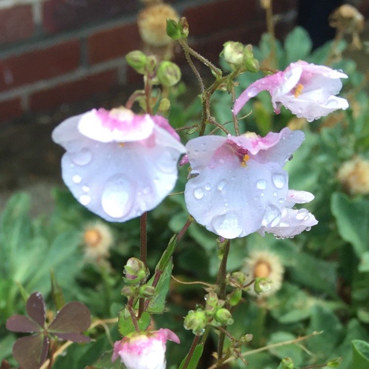 Plant image Diascia