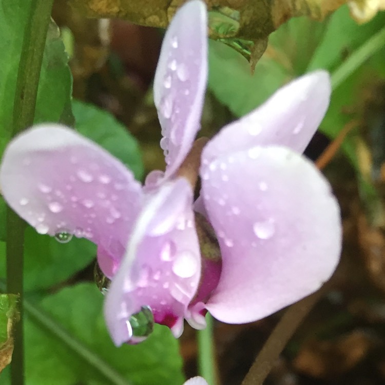 plant image 215496