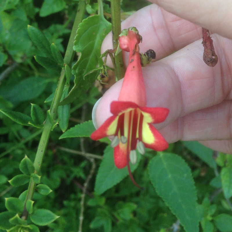 Plant image Phygelius x rectus 'African Queen'